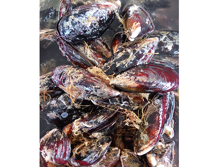 海鲜优质鲜活贝类野生海虹一斤